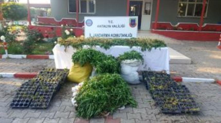 Antalya&rsquo;da 7 Bin 532 K&ouml;k Hint Keneviri Ele Ge&ccedil;irildi