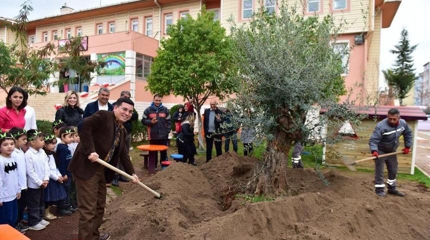 Anaokulu Bah&ccedil;esine Asırlık Zeytin Ağacı