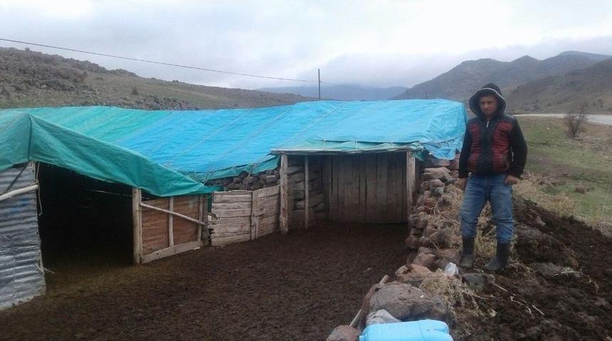 Hırsızlar Koyun &Ccedil;aldı