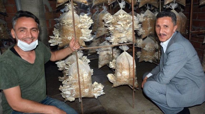 İstiridye Mantarı Yüz Güldürüyor