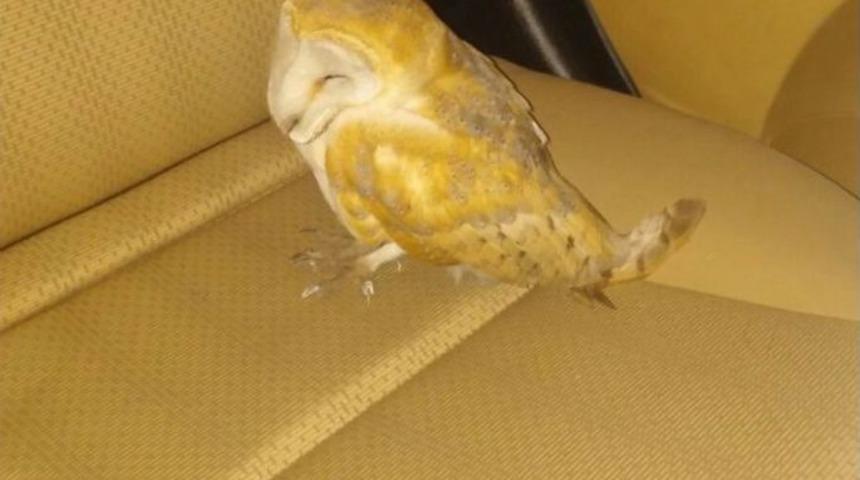 Yaralı Baykuşu Arabasına Alıp Tedavi İ&ccedil;in Diyarbakır&rsquo;a Getirdi