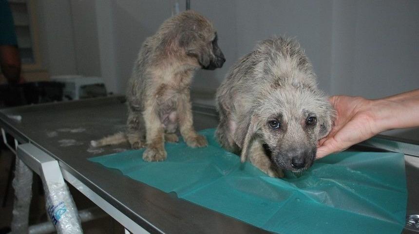 Bakımsız K&ouml;pekler Tedavi Altına Alındı