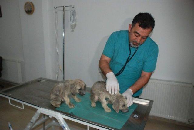 Bakımsız Köpekler Tedavi Altına Alındı