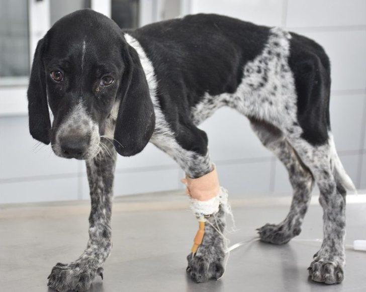 Ayağı Kırılan Horozu İçin Gözyaşı Döktü G1