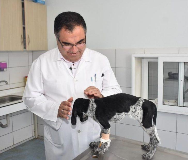 Ayağı Kırılan Horozu İçin Gözyaşı Döktü G2