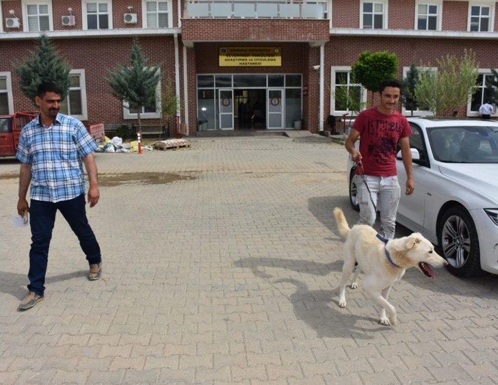 Ayağı Kırılan Horozu İçin Gözyaşı Döktü G5