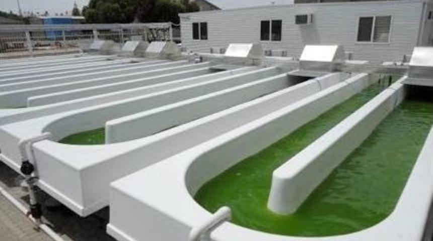 Yosun Benzinin Yerini Mi Alıyor?