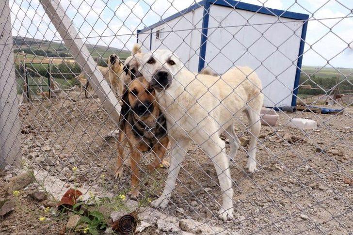 Vaktinin Çoğunu Sadık Dostları Sokak Köpeklerine Adadı G1