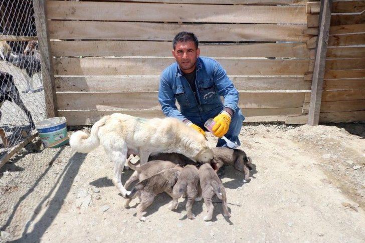 Vaktinin Çoğunu Sadık Dostları Sokak Köpeklerine Adadı G2