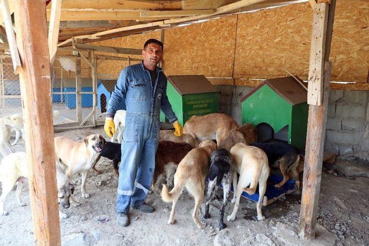 Vaktinin Çoğunu Sadık Dostları Sokak Köpeklerine Adadı G3