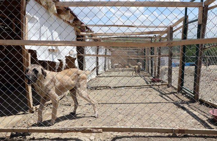 Vaktinin Çoğunu Sadık Dostları Sokak Köpeklerine Adadı G5