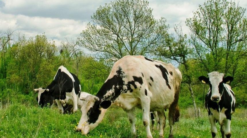 Tarsim&rsquo;den Hayvancılığa Destek