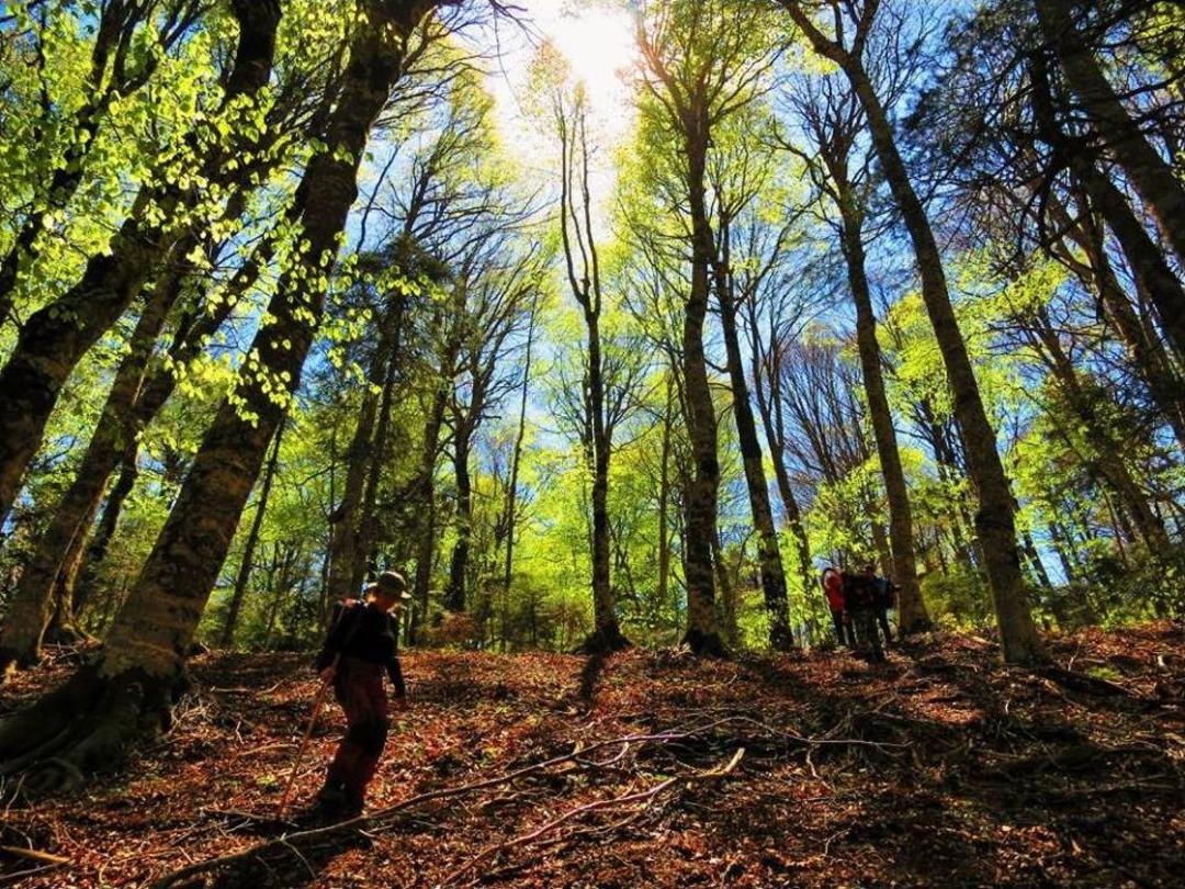 Kazdağlarının Gizli G&uuml;zelliği Kayın Ormanları