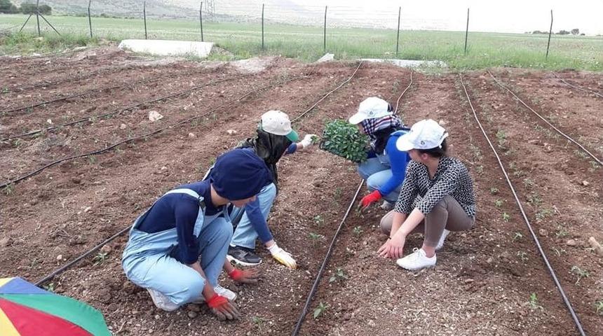Gerc&uuml;ş&rsquo;te Modern Y&ouml;ntemlerle Sebze Yetiştiriciliği