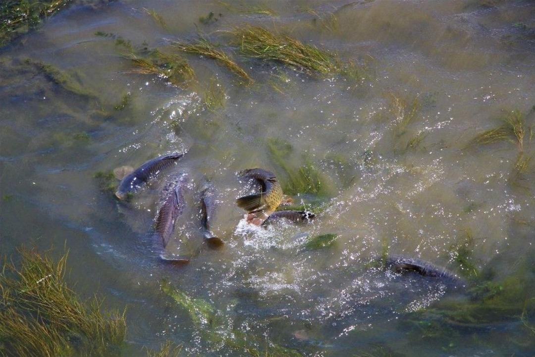 &Ccedil;ırpınan Balıklar &Ouml;nce Panikletti Sonra Sevindirdi