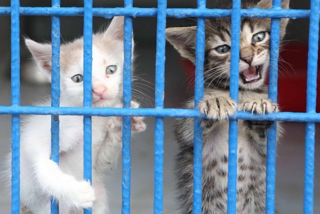 Can Dostlar Nil&uuml;fer&rsquo;de Yalnız Değil