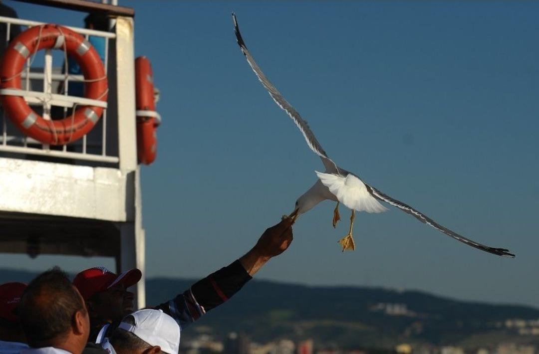 &Ccedil;anakkale&rsquo;nin İnsan Dostu Martıları