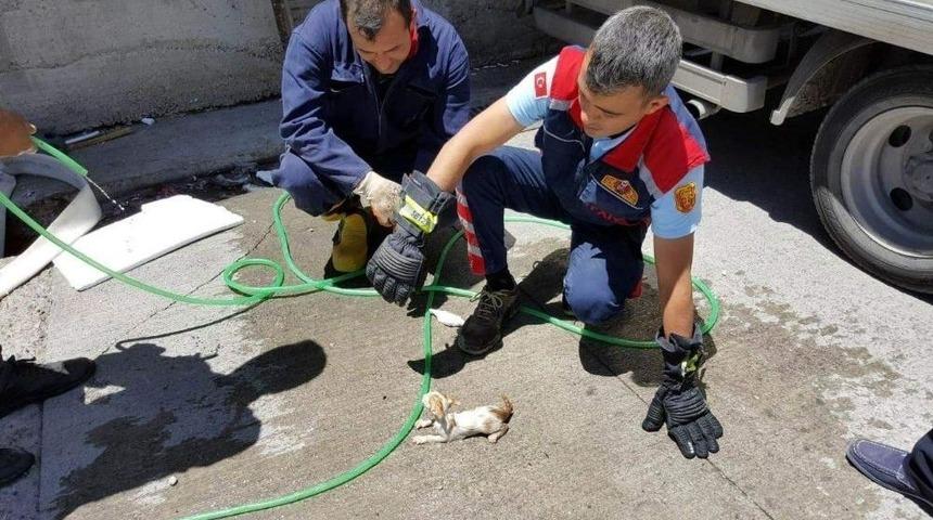 İtfaiye Yaralı Kediyi Kalp Masajıyla Hayata Döndürdü
