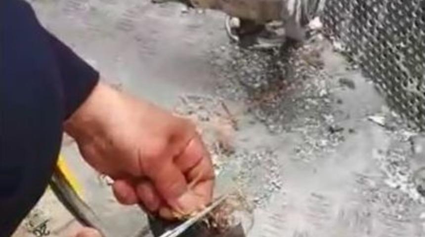 Ağrı&rsquo;da &Ccedil;atıya Sıkışan Ebabil Kuşunu İtfaiye Kurtardı