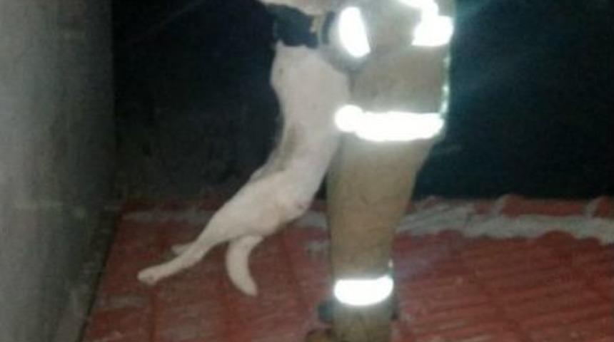 Çatıda Mahsur Kalan Köpeği İtfaiye Kurtardı