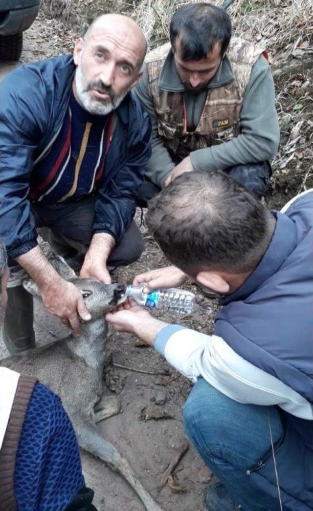 Avcılardan Kaçan Karacayı Avcılar Kurtardı