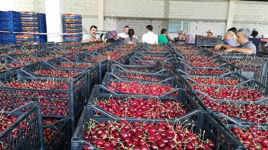 Kayaışık Kirazında Son Hasat