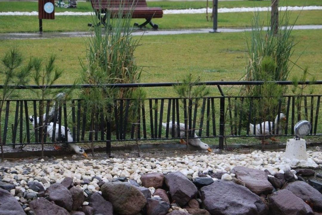 Manisa&rsquo;da Park İ&ccedil;indeki Derede Oluşan K&ouml;p&uuml;kler Tedirgin Etti