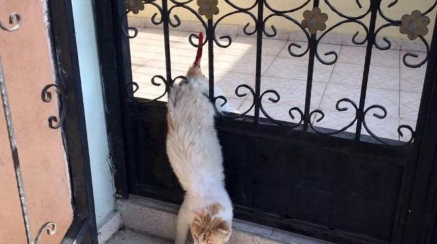 Demir Kapıya Sıkışan Kediyi İtfaiye Kurtardı