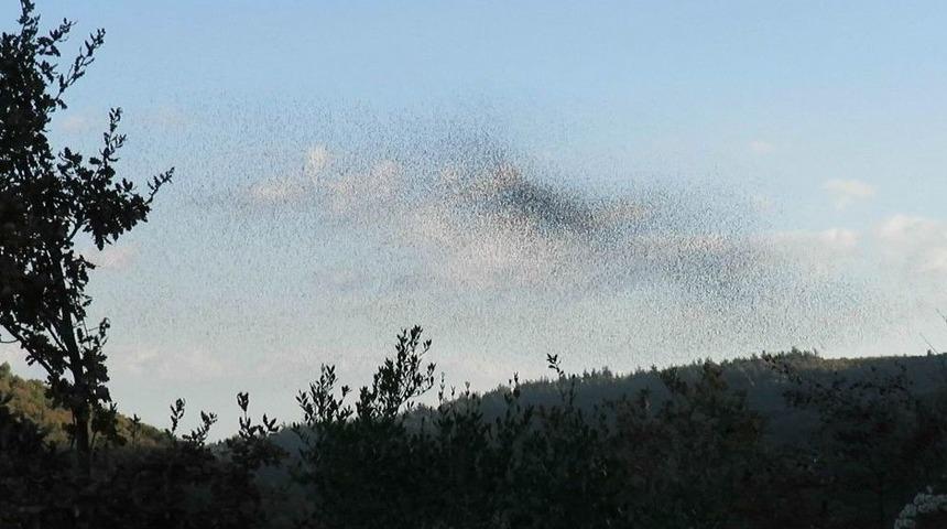 (&ouml;zel Haber) Bu Da Sığırcık Yağmuru
