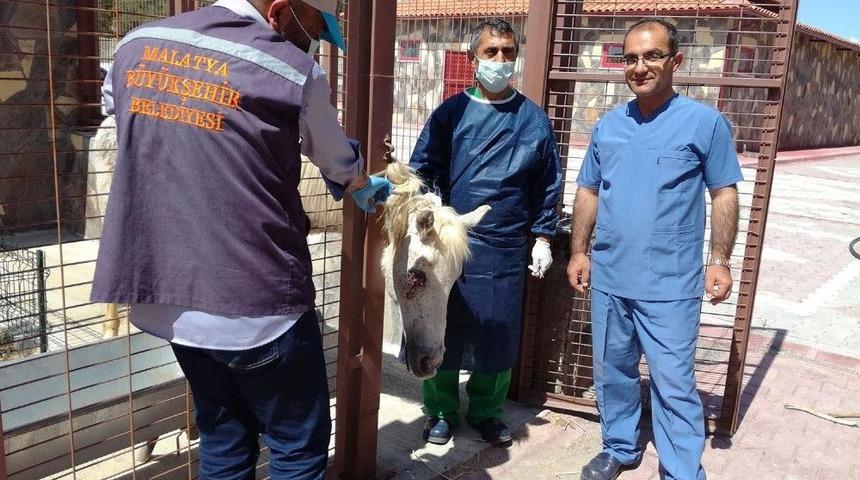 Sahipsiz At&rsquo;a Cerrahi M&uuml;dahale