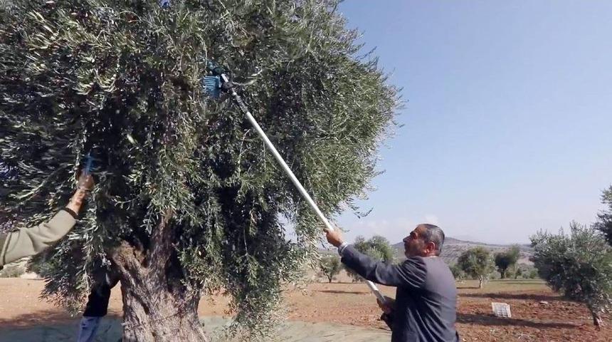 Organik Zeytinyağı &Uuml;retimi Kısa Filmle Anlatıldı
