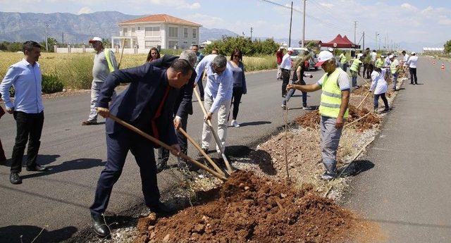 Döşemealtı’nda Bin 300 Fıstık Çamı Fidanı Toprakla Buluştu