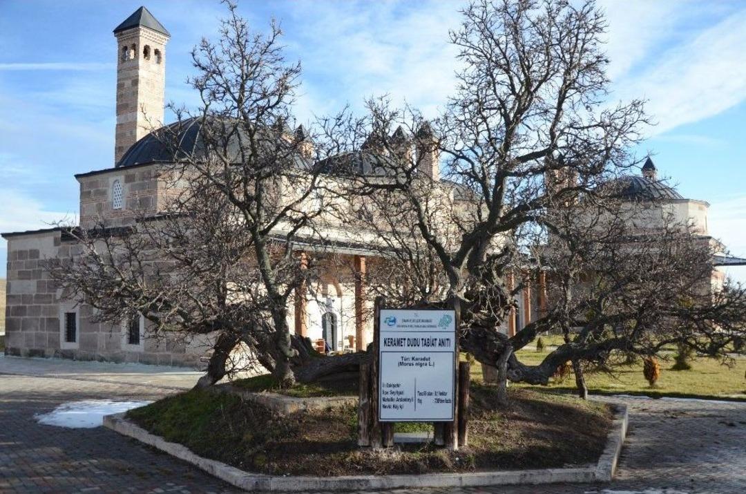 850 Yaşındaki Karadut Ağacı Hala Meyve Vermeye Devam Ediyor