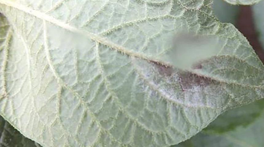 Patates &Uuml;reticilerine "patates Mildiy&ouml;s&uuml; Ve B&ouml;ceğine" Uyarısı