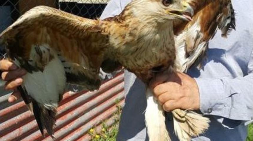 Yaralı Kızıl Şahin Tedavi Altına Alındı