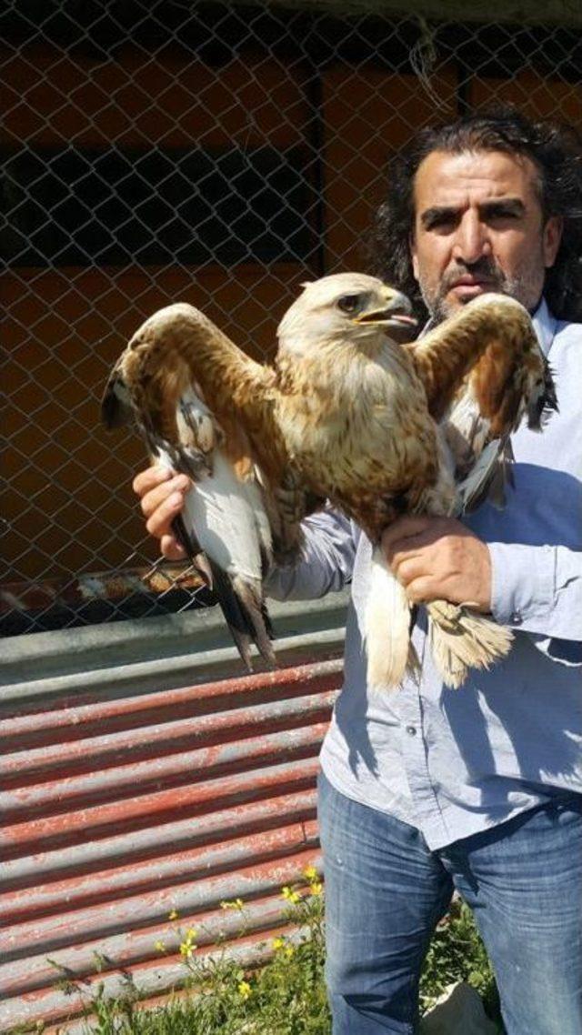 Yaralı Kızıl Şahin Tedavi Altına Alındı