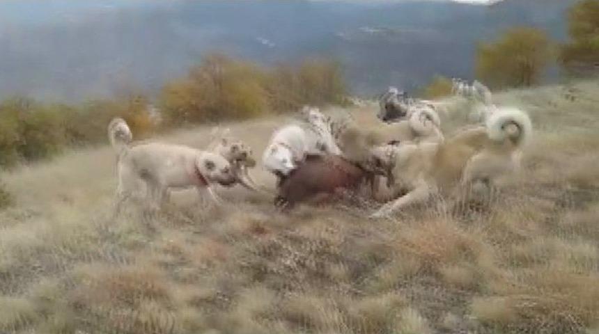 Kangallar Yerleşim Yerine Dadanan Domuza Acımadı