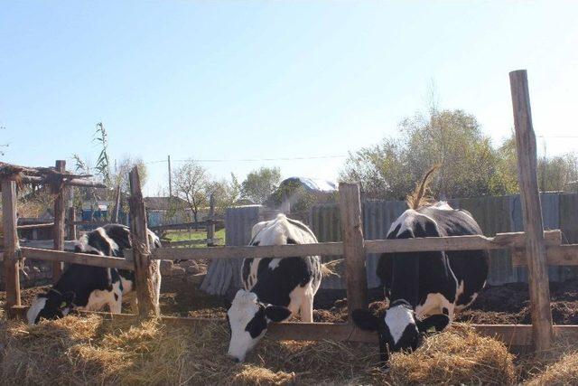 Azerbaycan’daki Süt Sığırcılığının Geliştirilmesi Projesi 3’üncü Yılını Doldurdu