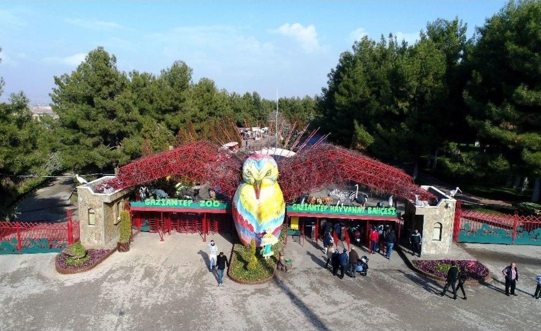 (&ouml;zel Haber) Erdoğan&rsquo;a Hediye Edilen Aslanlar İ&ccedil;in Hazırlıklar Başladı