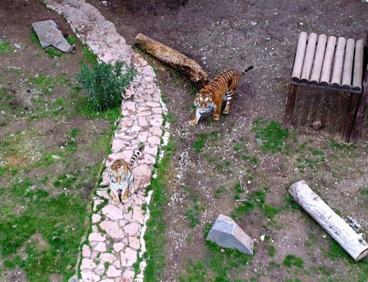 (özel Haber) Erdoğan’a Hediye Edilen Aslanlar İçin Hazırlıklar Başladı G1