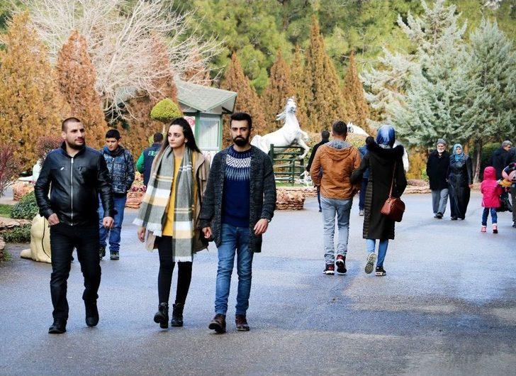 (özel Haber) Erdoğan’a Hediye Edilen Aslanlar İçin Hazırlıklar Başladı G2