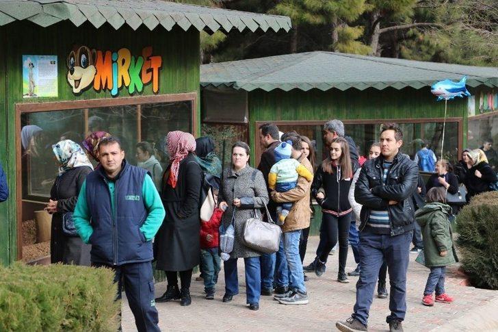 (özel Haber) Erdoğan’a Hediye Edilen Aslanlar İçin Hazırlıklar Başladı G4