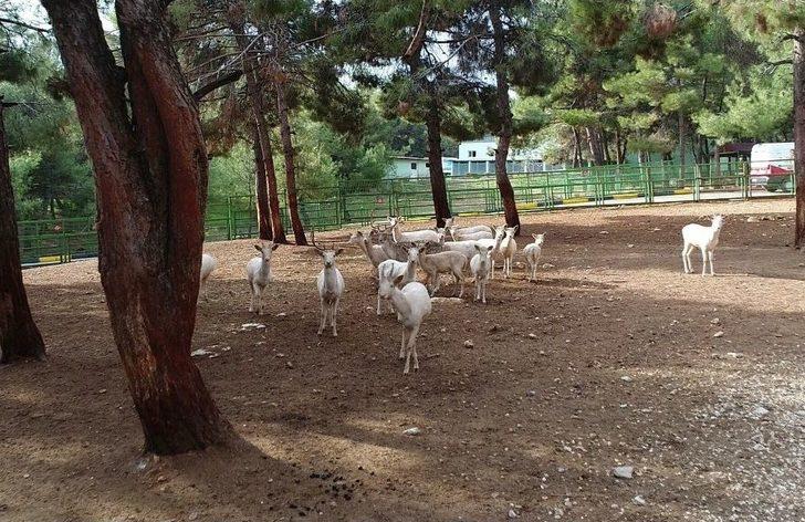 (özel Haber) Erdoğan’a Hediye Edilen Aslanlar İçin Hazırlıklar Başladı G5