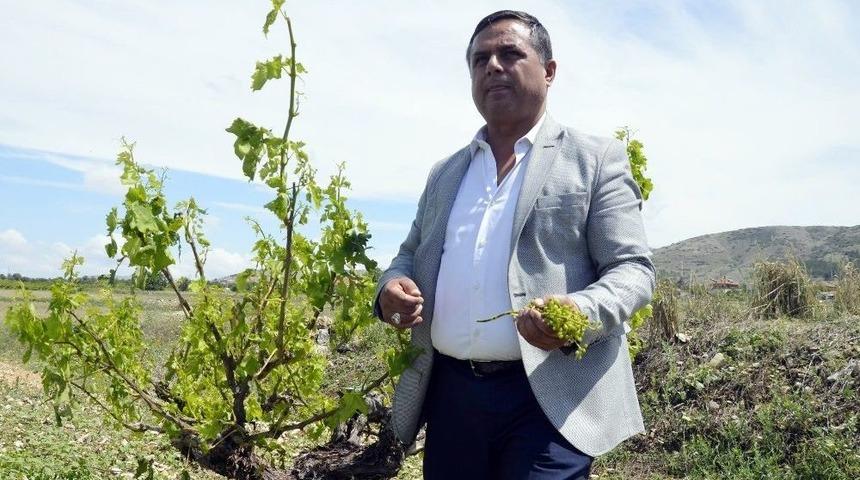 Denizli’nin Çal İlçesinde Tarıma Sel Darbesi