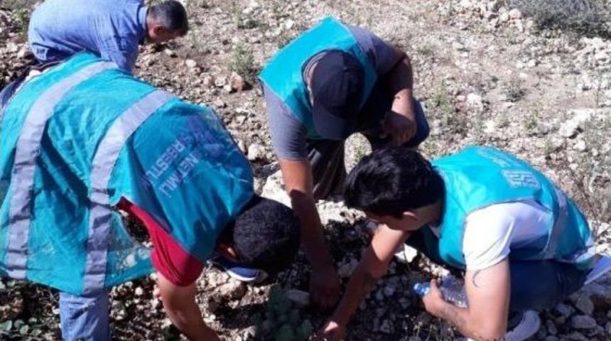 Denetimli Serbestlik Y&uuml;k&uuml;ml&uuml;leri Fidan Dikti