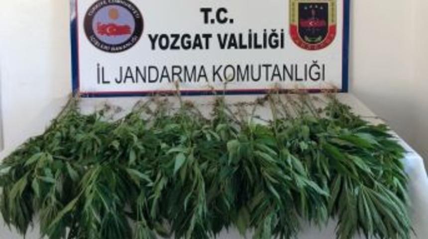 Jandarma Ekipleri 71 K&ouml;k Hint Keneviri Ele Ge&ccedil;irdi