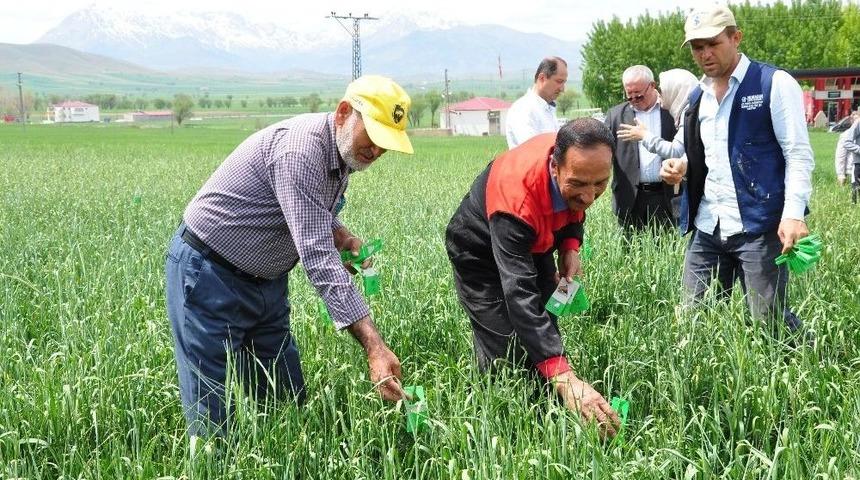Süneyle Mücadele İçin 160 Bin Faydalı Böcek Doğaya Salındı