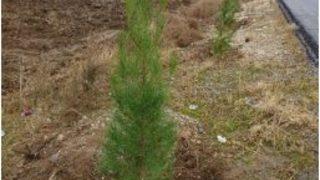 Batman Hedef Bir Milyon Fidan Dikimi