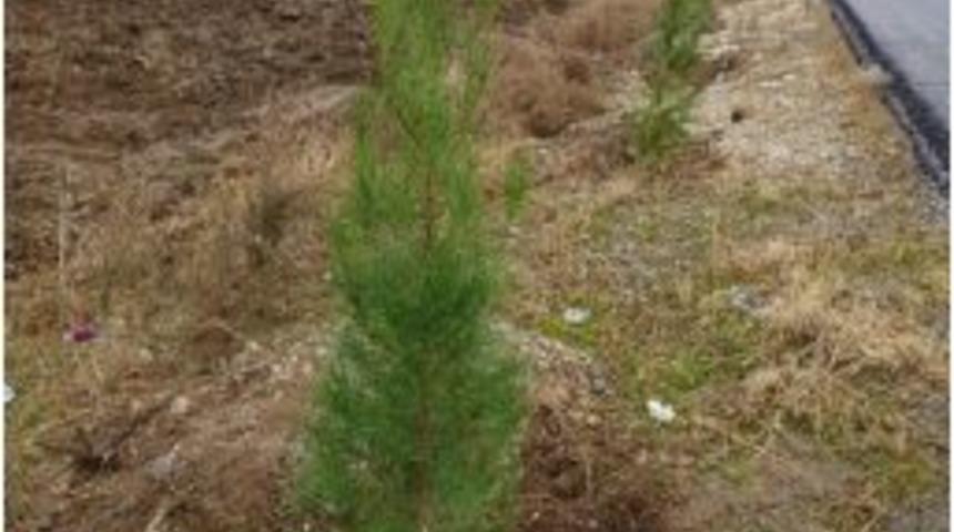 Batman Hedef Bir Milyon Fidan Dikimi