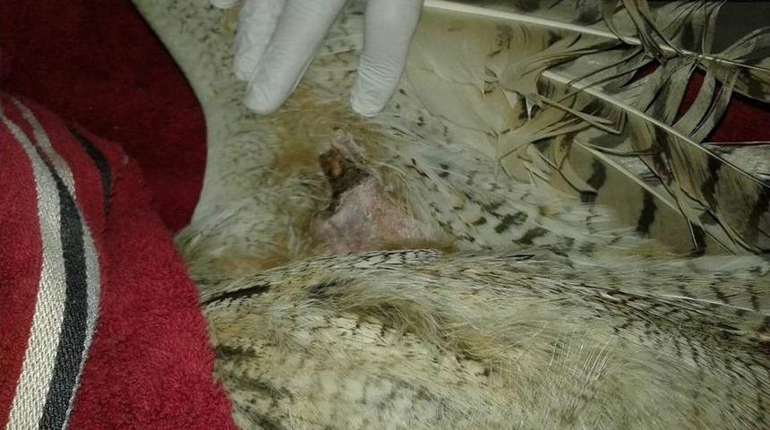 Kanadı Kırılan Puhu Kars&rsquo;ta Tedavi Altına Alındı